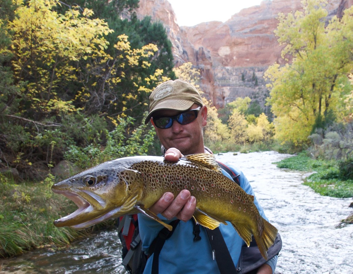 Brown Trout - Dinosaur National Monument